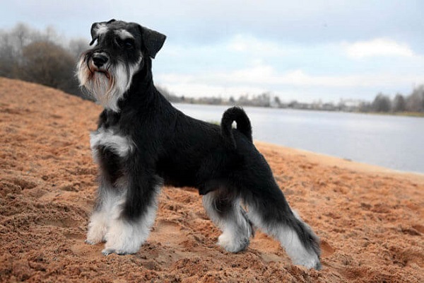 Schnauzer nano cane