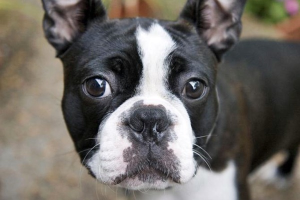 boston terrier