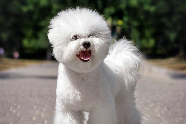 cane bichon frise