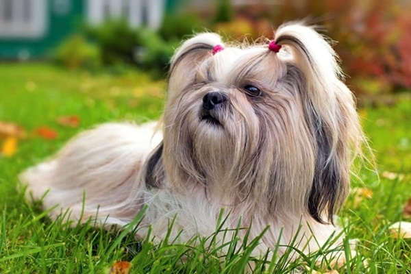 shih tzu sul prato