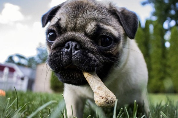 carlino che mangia uno snack