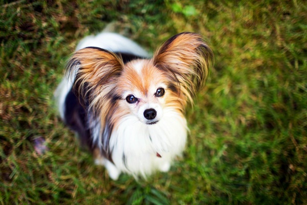 cane papillon