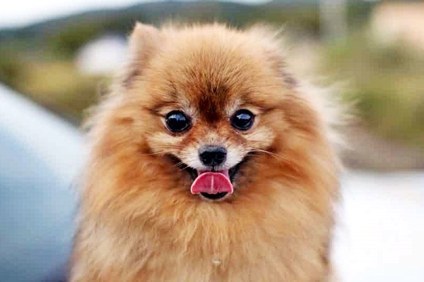 pomerania marrone