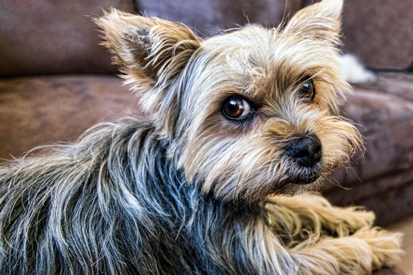 piccolo yorkshire terrier
