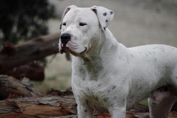 dogo argentino cane