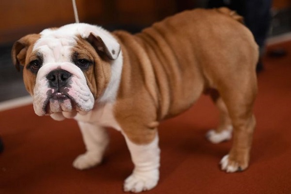 bulldog cane