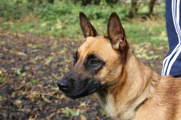 Malinois belga cane