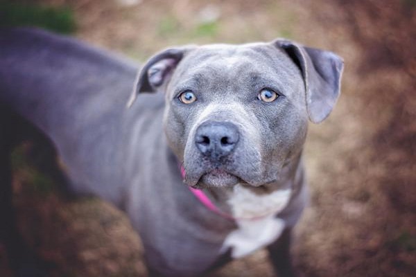 cane pitbull grigio