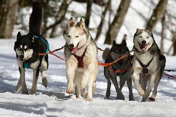 husky siberiani cani