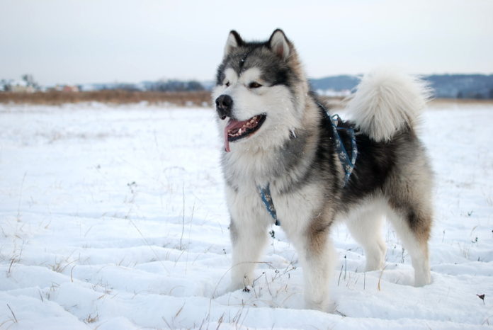 alaskan malamute cane