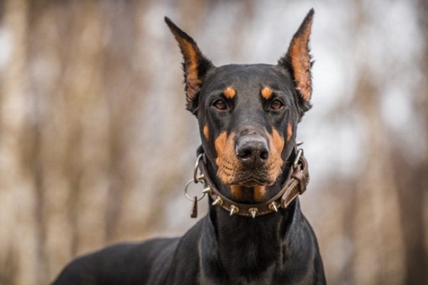 Cane doberman 