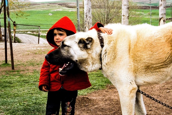 cane kangal