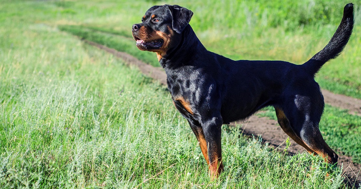 Cani più forti del mondo: ecco le razze da conoscere