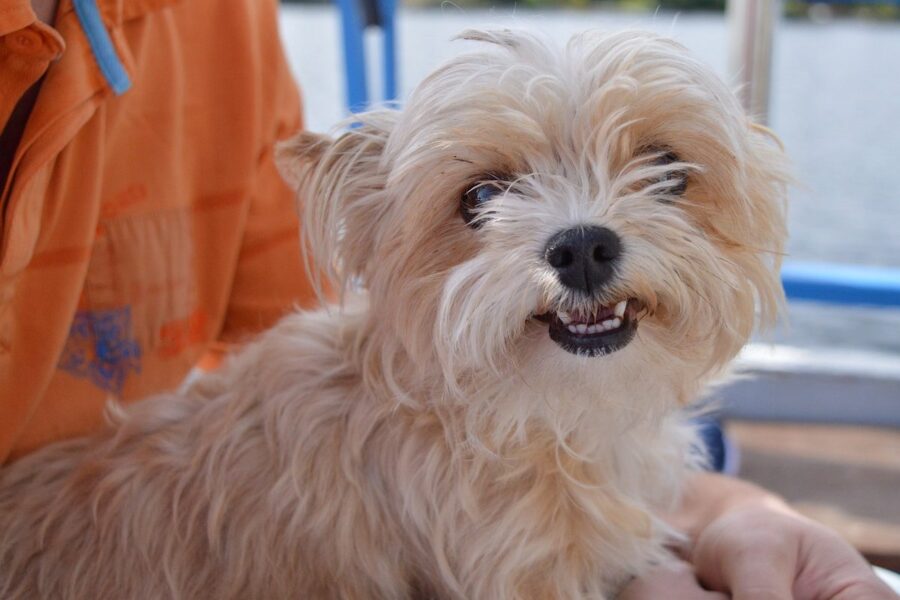 cane in braccio al padrone