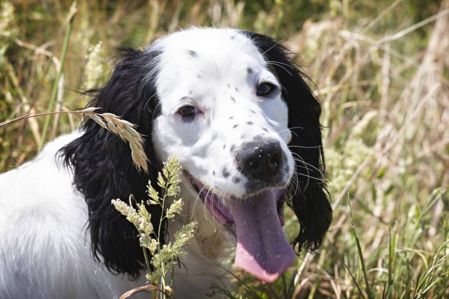 cane felice in giardino