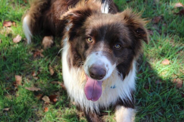 I cani possono mangiare il rabarbaro o è pericoloso?