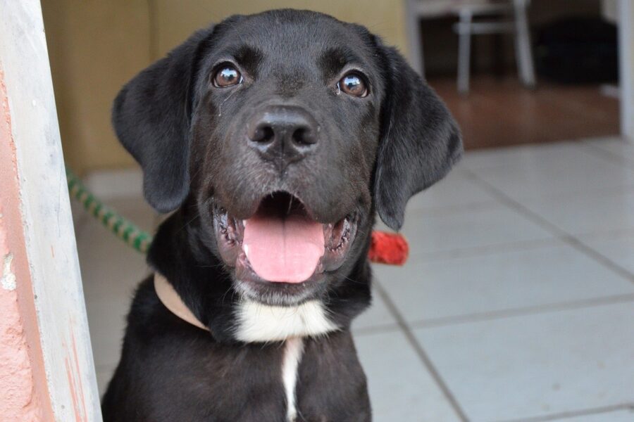 cucciolo di labrador