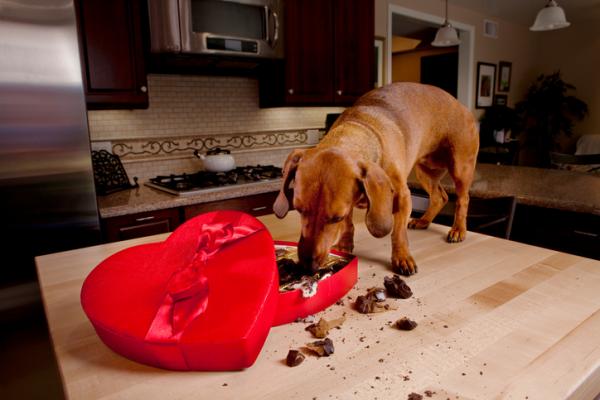 cane mangia cioccolatini