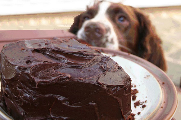 cane e torta con cioccolato