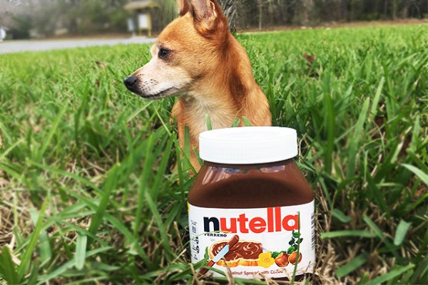 cane e barattolo di nutella