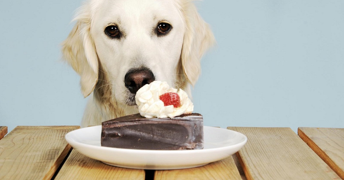 I cani possono mangiare la Nutella?