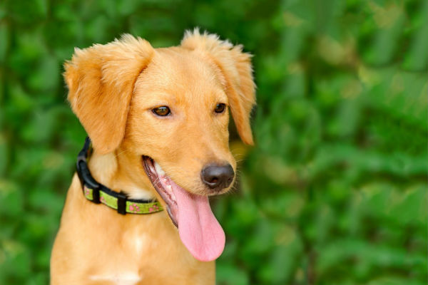 cane con la lingua di fuori