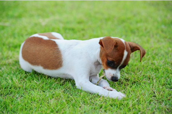 cane cucciolo