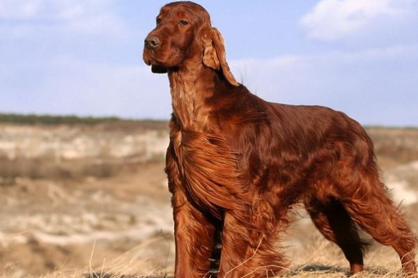 cane setter irlandese