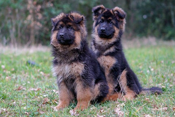 cani di pastore tedesco