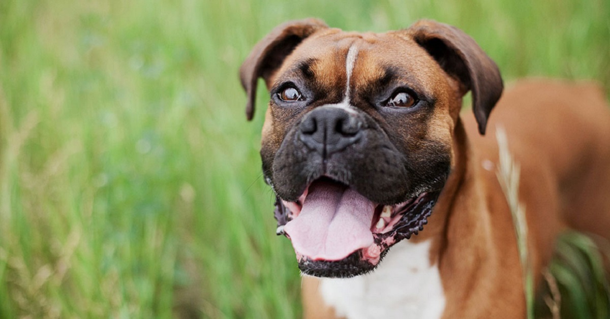 Razze di cani predisposti ai gonfiori: quali sono e come fare prevenzione
