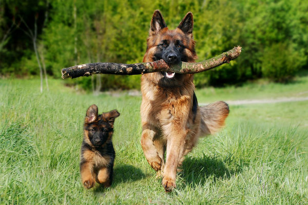 cane sul prato