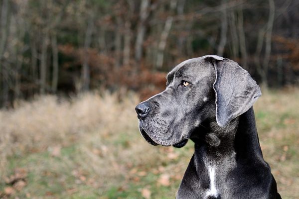 cane che guarda