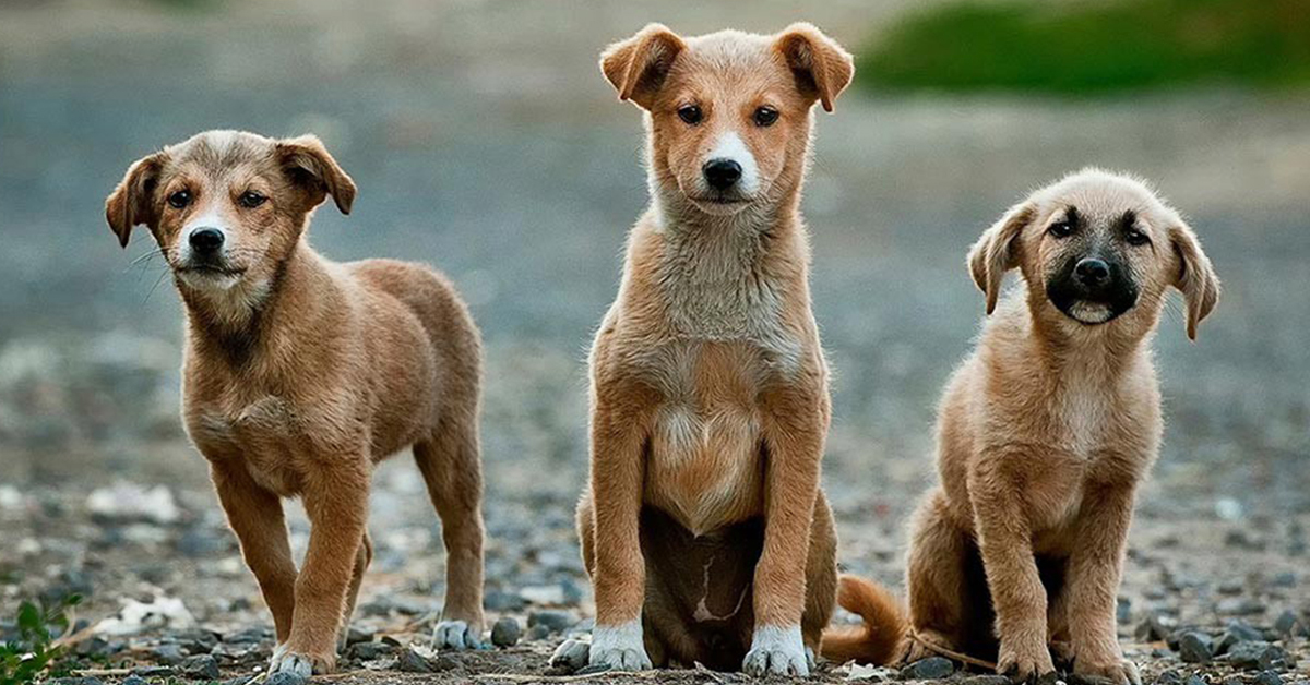 Empoli: donna lascia in eredità un milione di euro per i cani randagi
