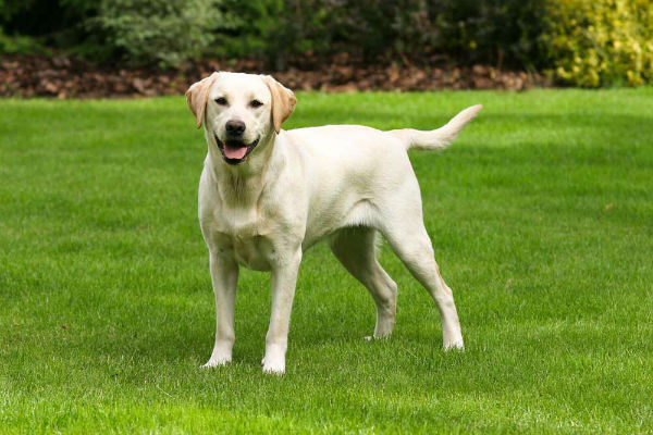 cane bianco