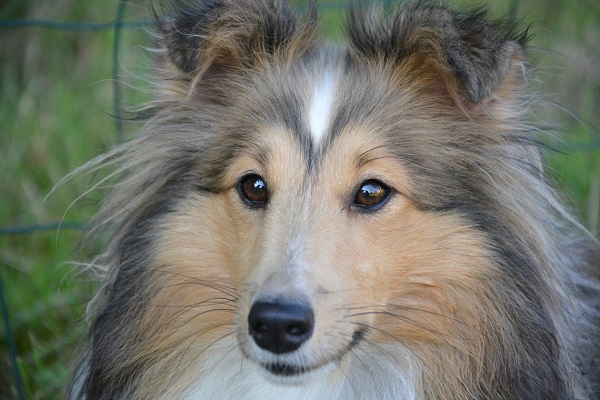 Cane pastore delle Shetland