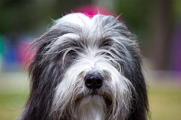 Bearded collie cane 