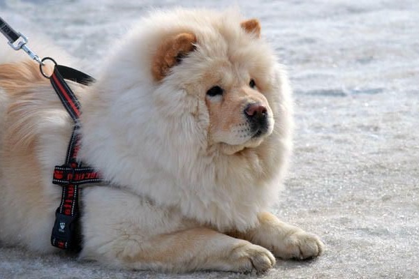 cane chow chow