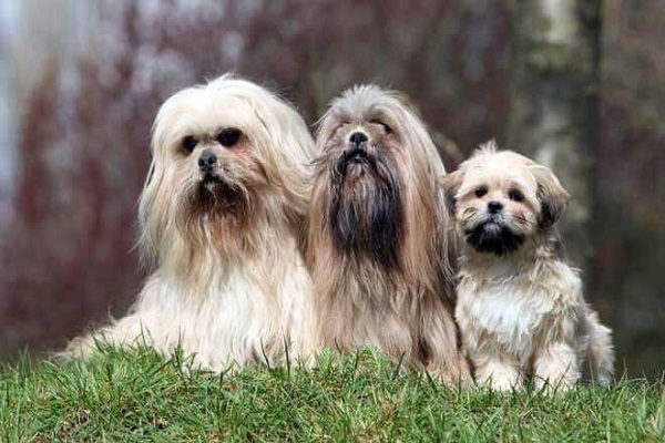 Lhasa apso cani