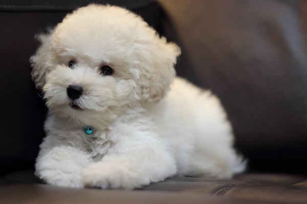 Bichon frise cane