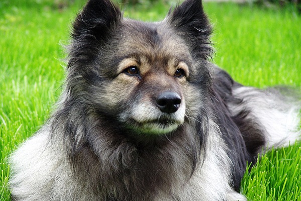 cane Keeshond