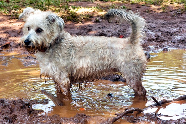 cane sporco di fango