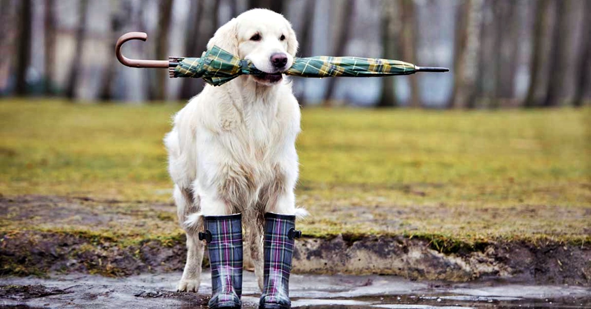 cane e pioggia