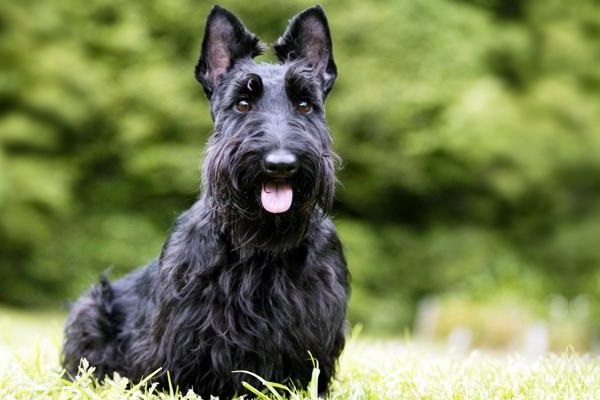 Scottish terrier cane 