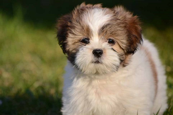 Lhasa apso cane