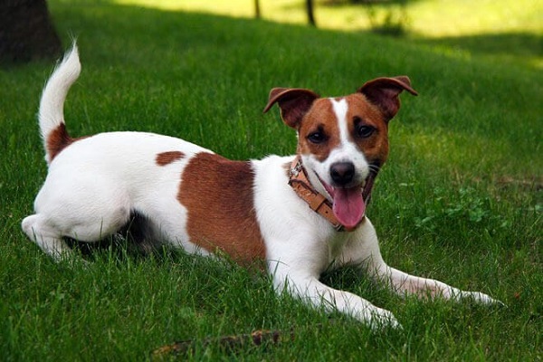 cane jack russel terrier