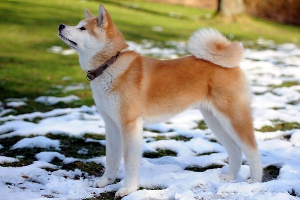 cane akita