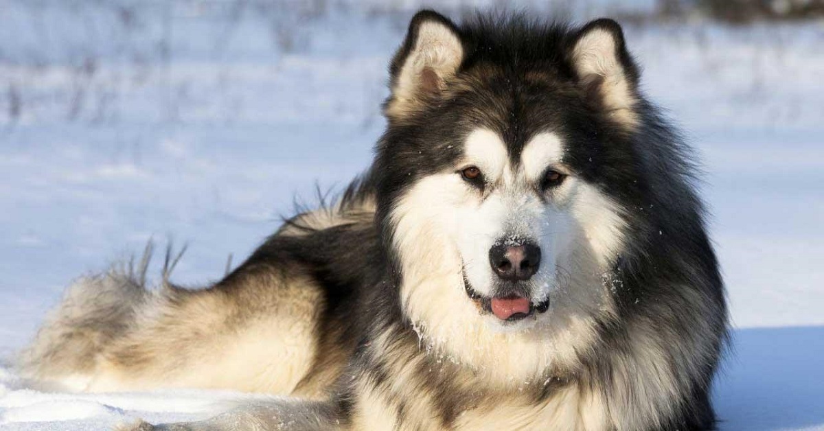 Razze di cani vicini ai lupi: quali sono?