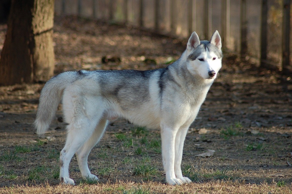 Siberian Husky cane