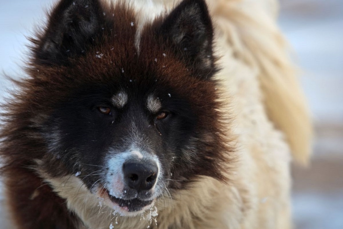 Canadian Eskimo Dog cane