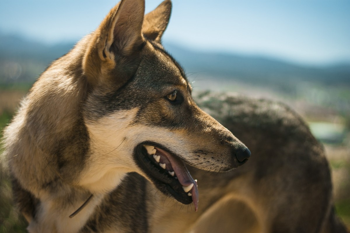 Cane Lupo di Saarloos 